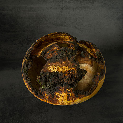 THE ROCK » ORGANIC FORM IN POPLAR BURL WITH NATURAL VOIDS
