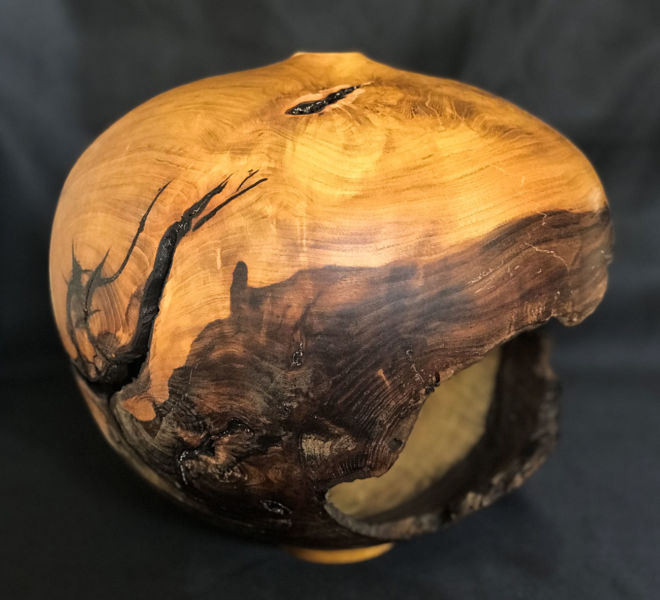 forme-creuse-arbre-judee-4